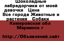 Шоколадные лабрадорчики от моей девочки › Цена ­ 25 000 - Все города Животные и растения » Собаки   . Кемеровская обл.,Мариинск г.